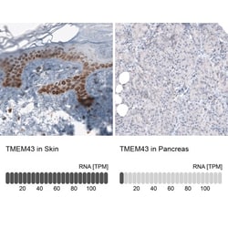 TMEM43 Antibody, Novus Biologicals:Antibodies:Primary Antibodies